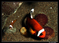 Panda Clownfish (Perca polymnus), also known as Saddlebac... by Daniel Strub 